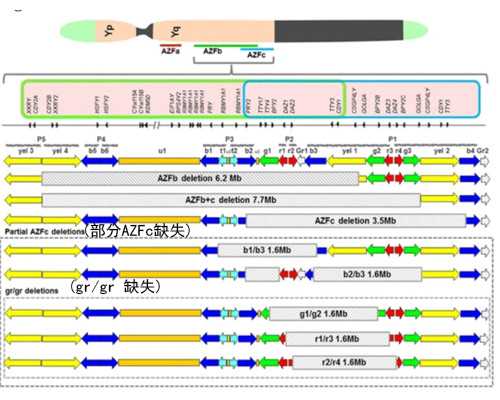 重庆试管供卵,重庆哪里有有偿捐献精子的机构？具体地址是什么？